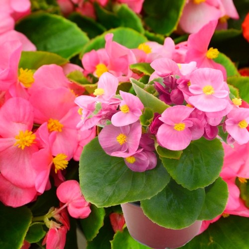 Begonia semperflorens 'Super Olympia® Pink' - Alatiõitsev begoonia 'Super Olympia® Pink' P9/0,55L